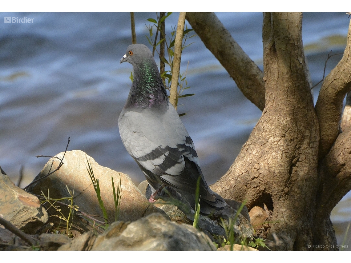 Columba livia