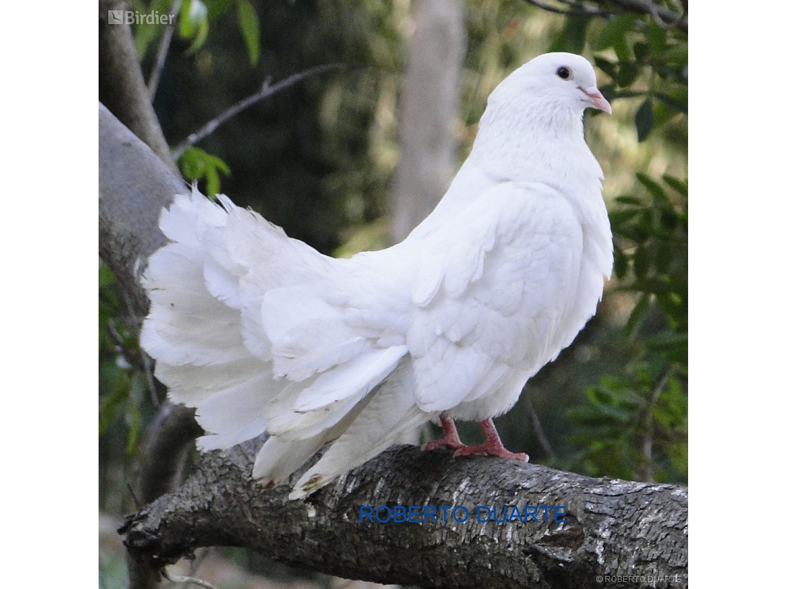 Columba livia