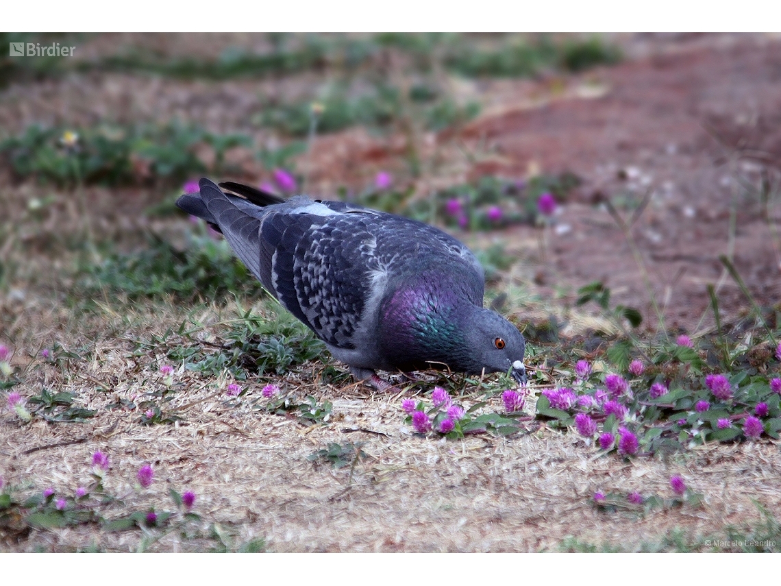 Columba livia