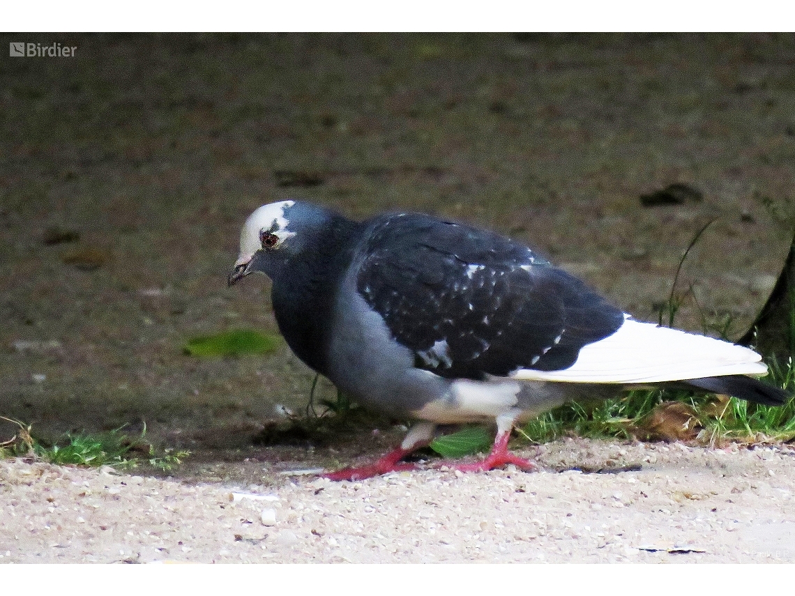 Columba livia