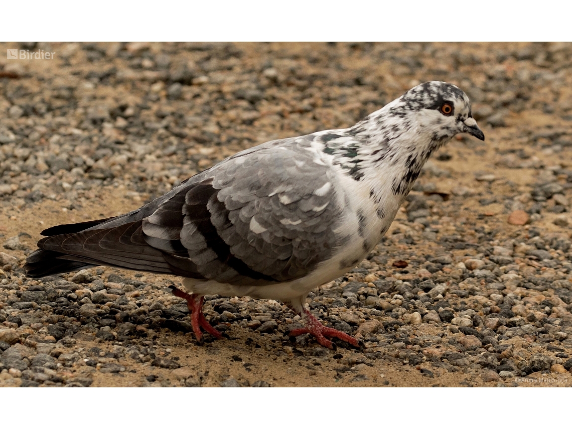 Columba livia