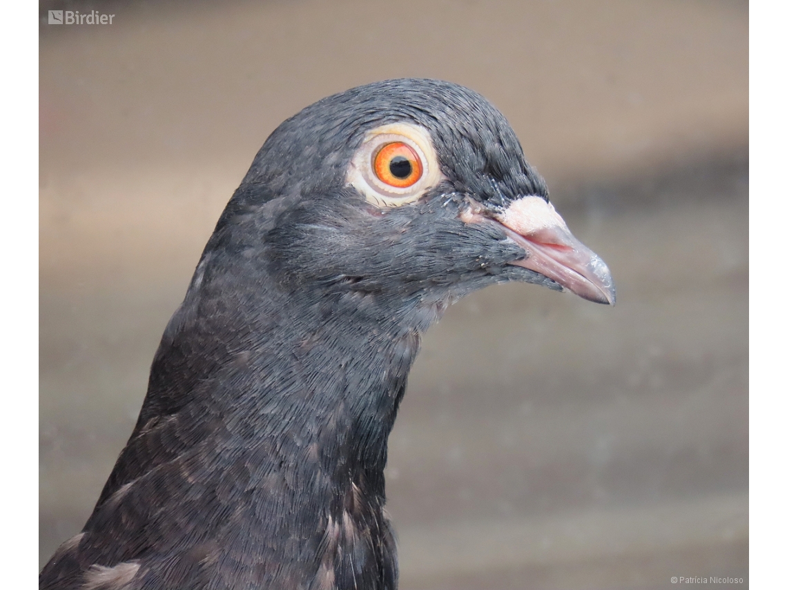 Columba livia