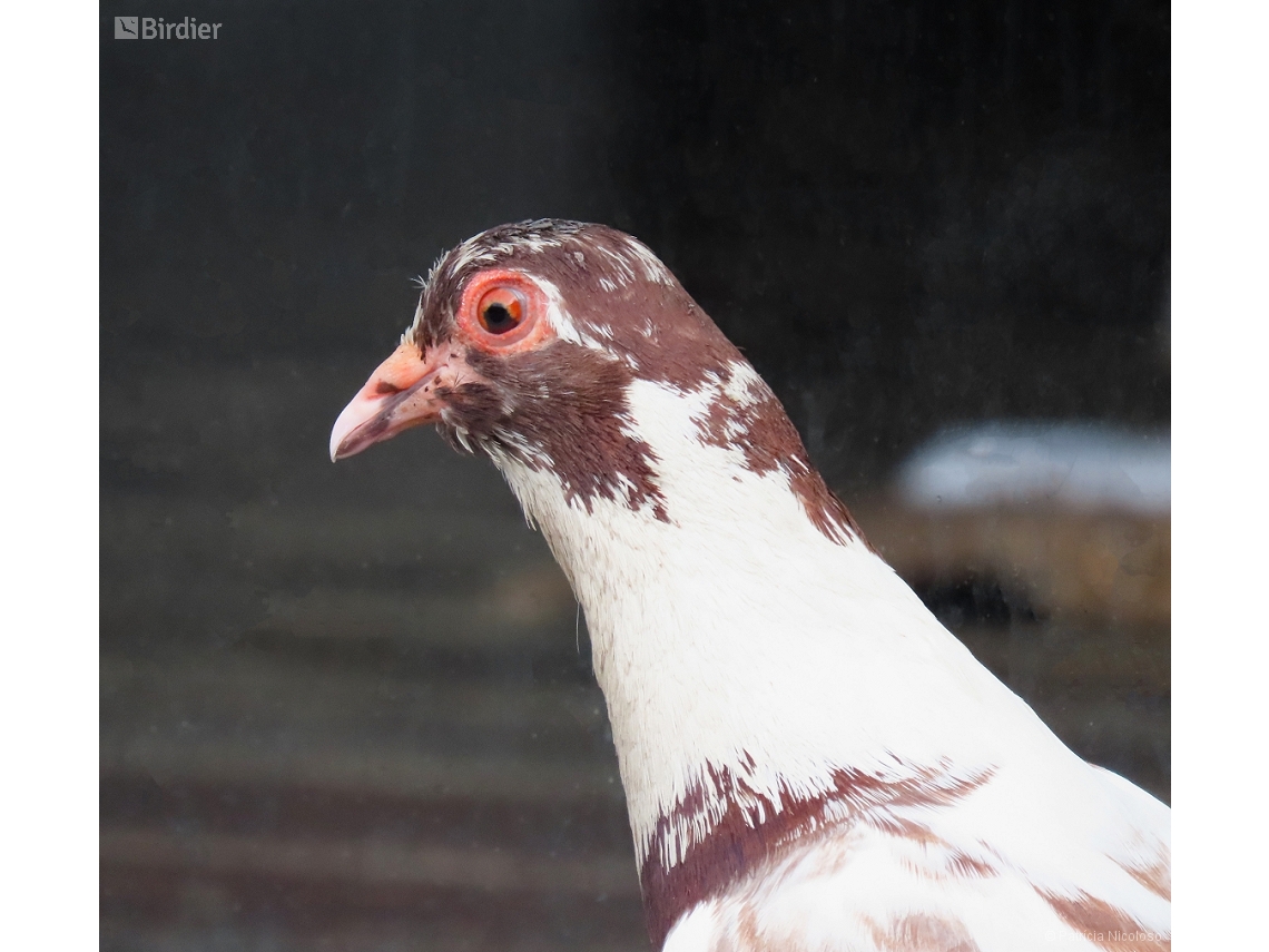 Columba livia