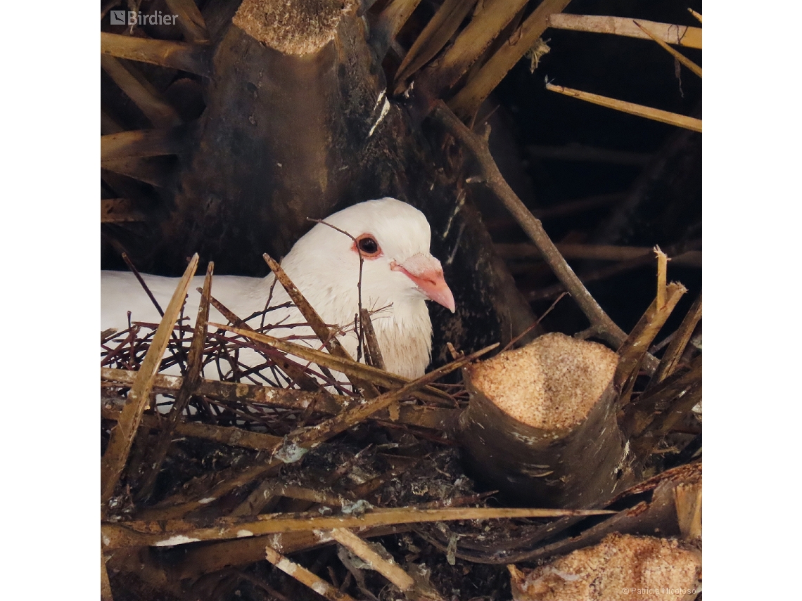 Columba livia