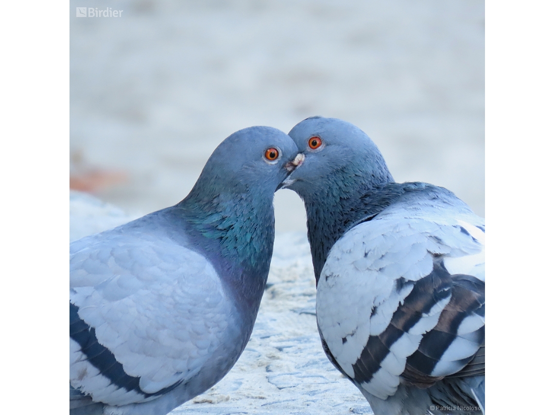 Columba livia