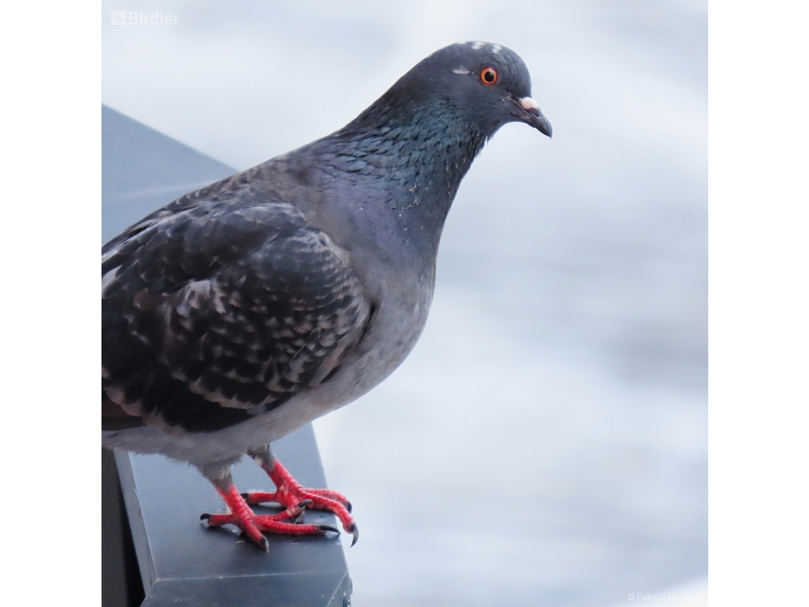 Columba livia