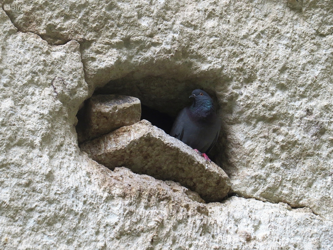 Columba livia