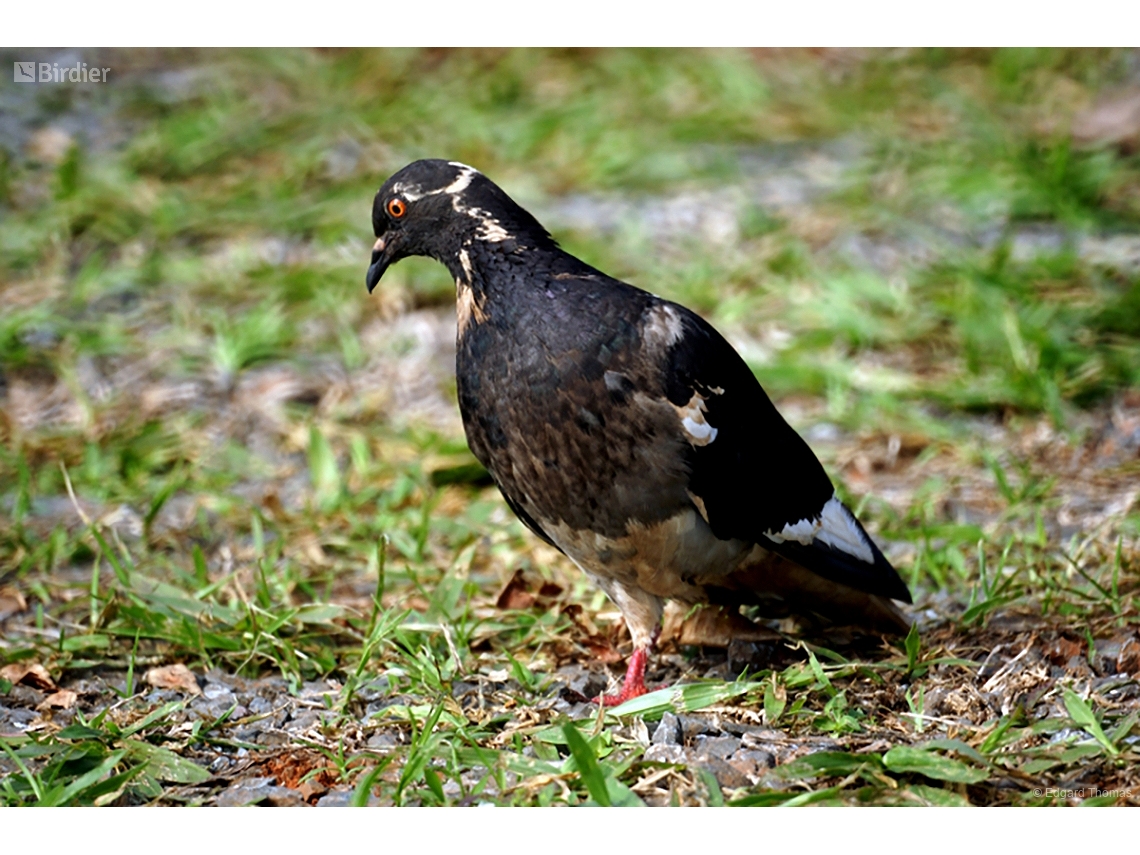 Columba livia