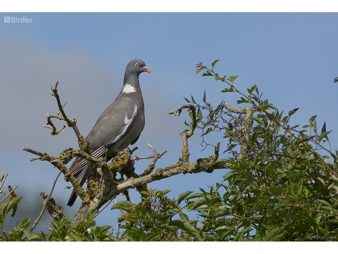 Columba palumbus