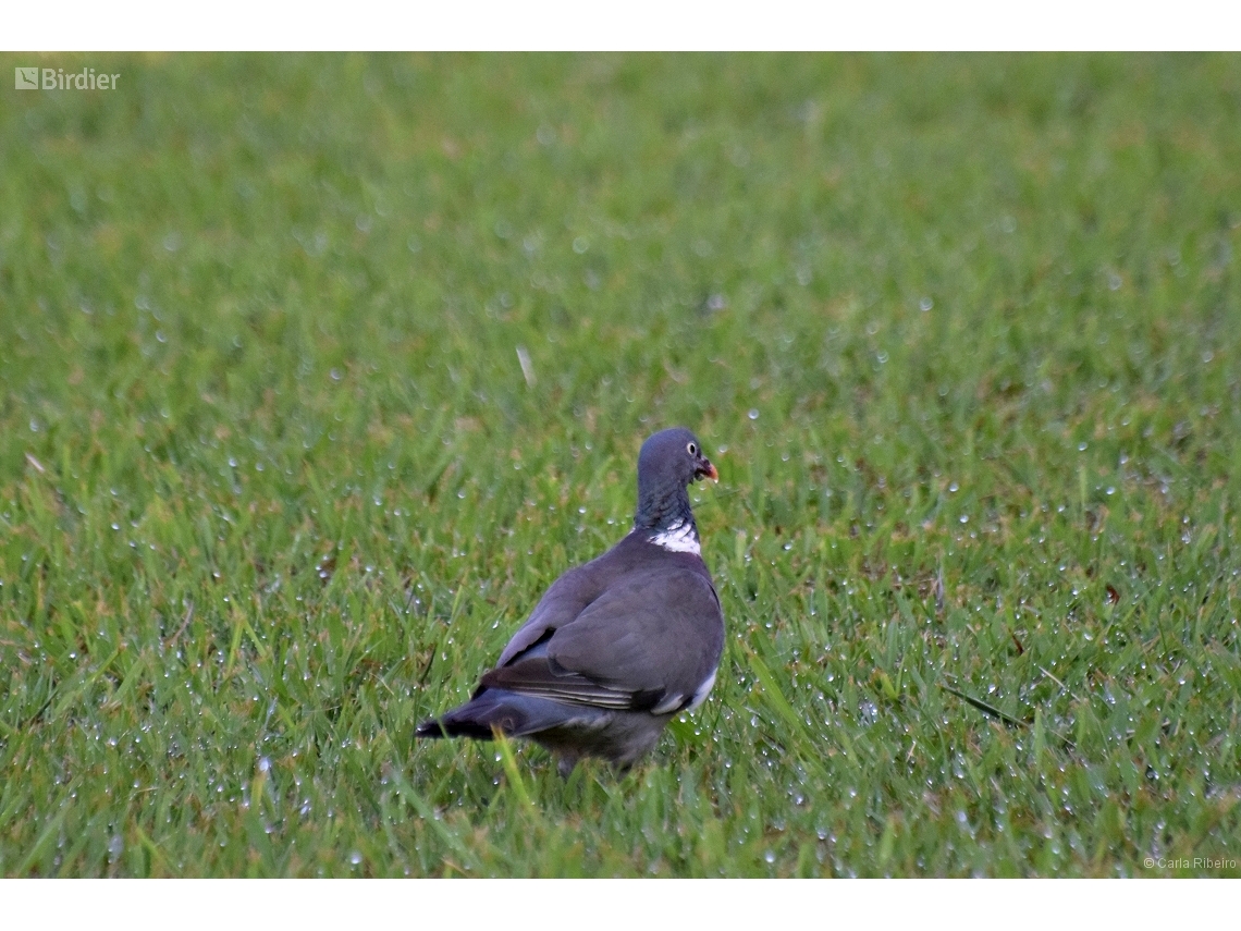 Columba palumbus