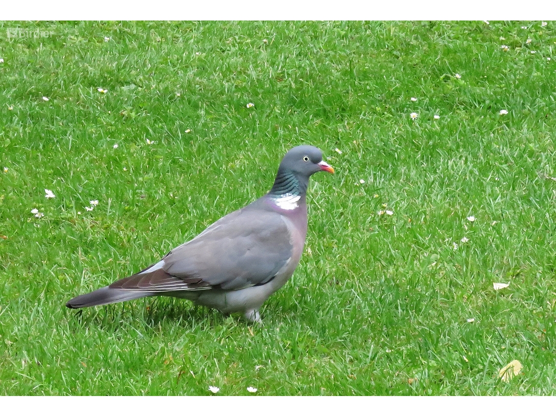 Columba palumbus