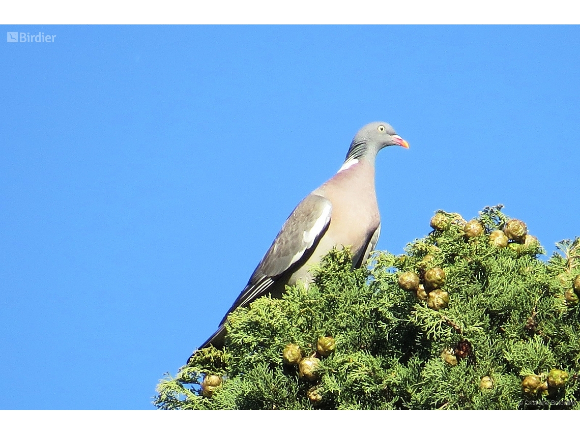 Columba palumbus