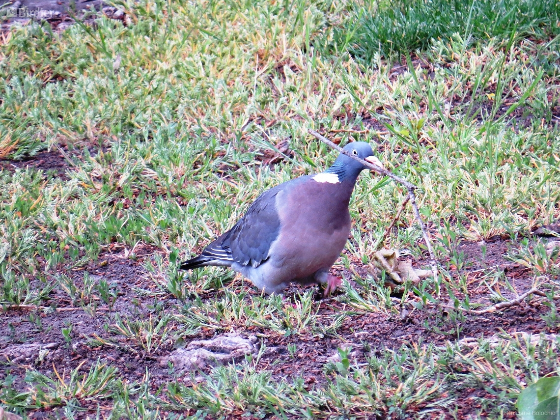 Columba palumbus