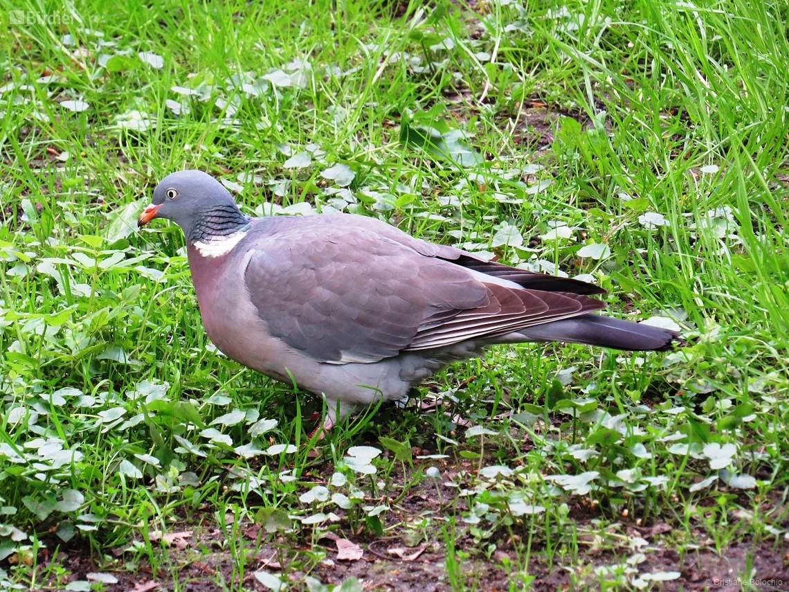 Columba palumbus