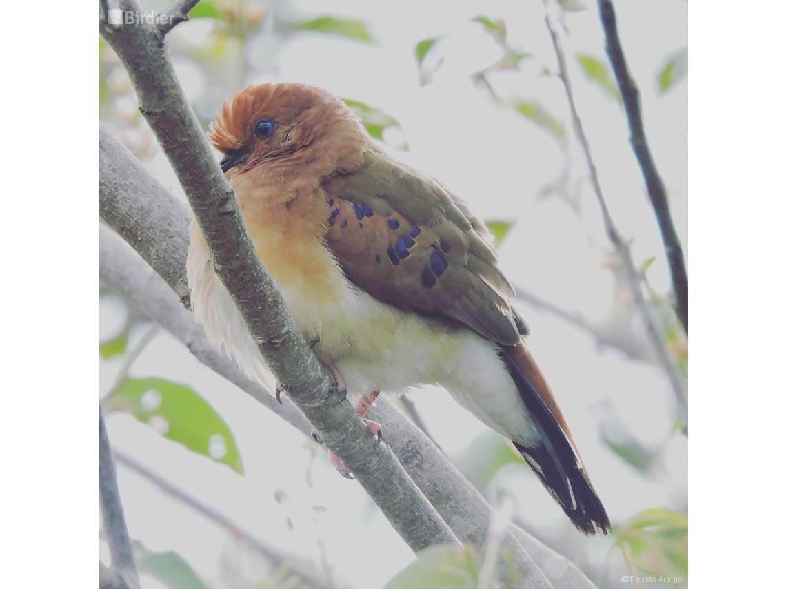 Columbina cyanopis