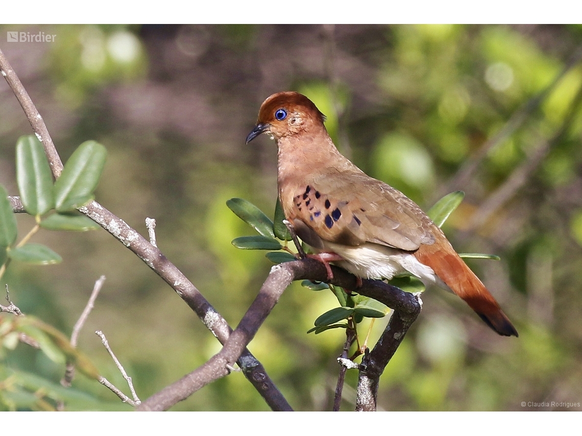 Columbina cyanopis