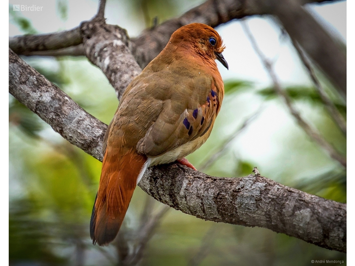 Columbina cyanopis