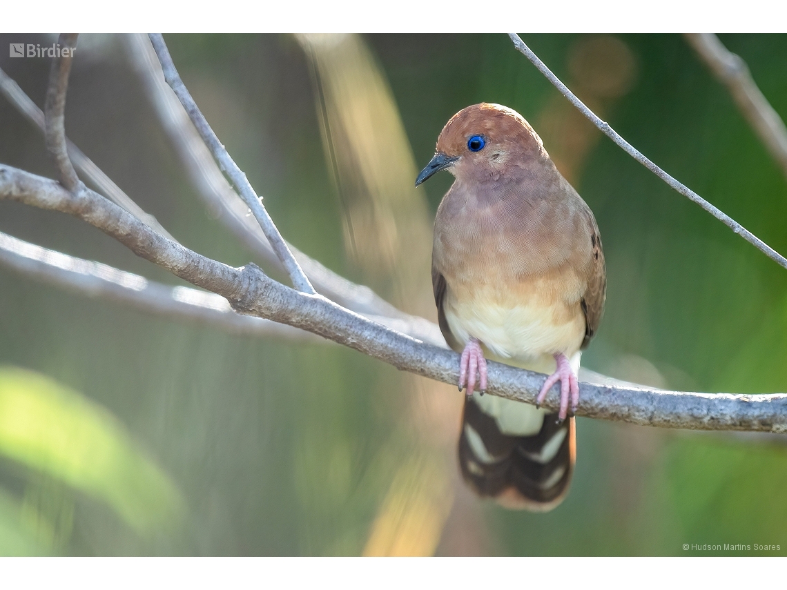 Columbina cyanopis