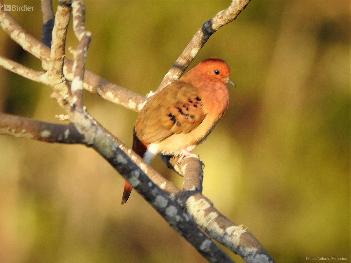 Columbina cyanopis