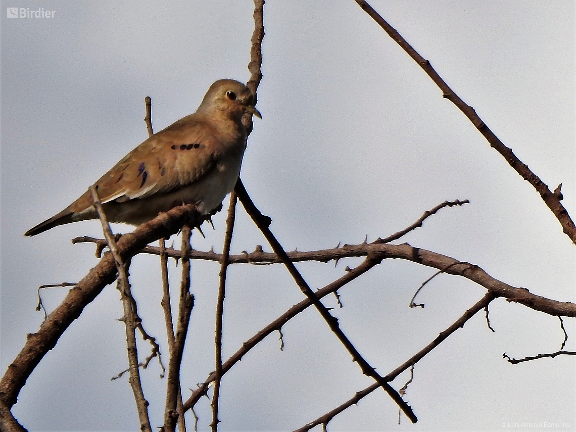 Columbina minuta