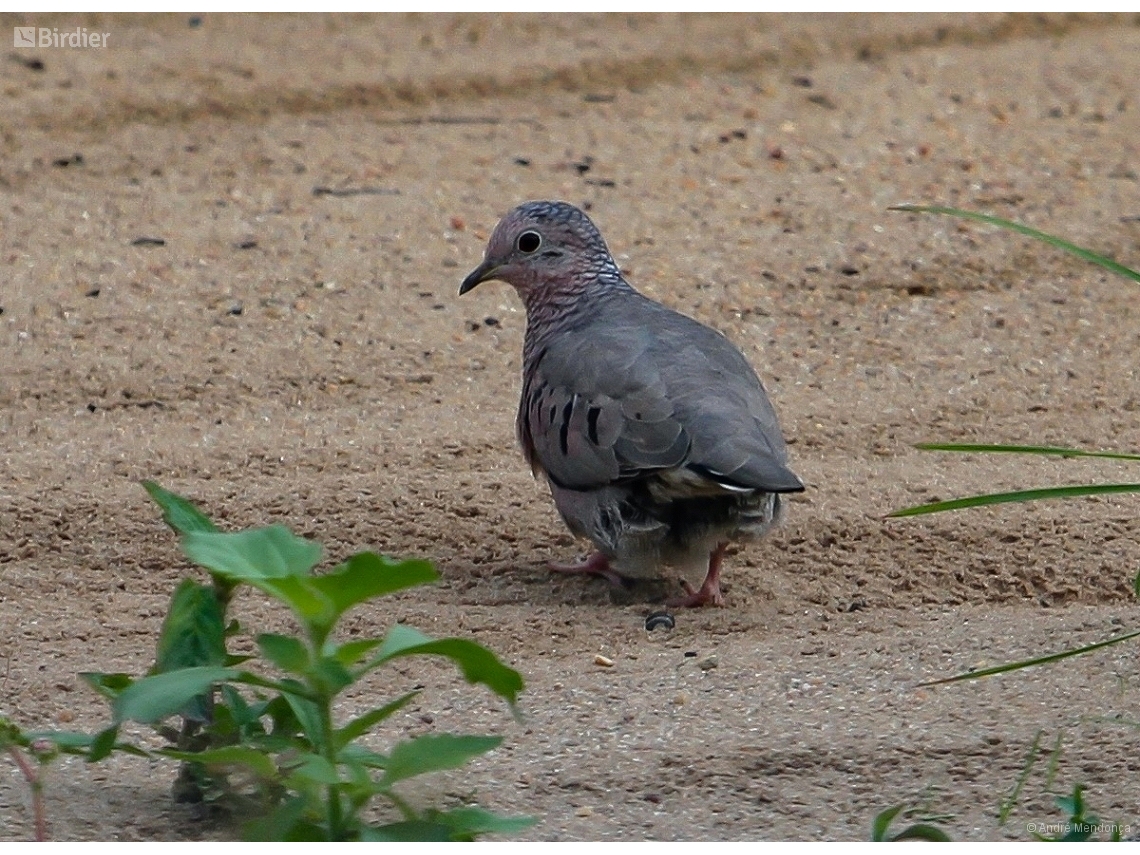 Columbina passerina