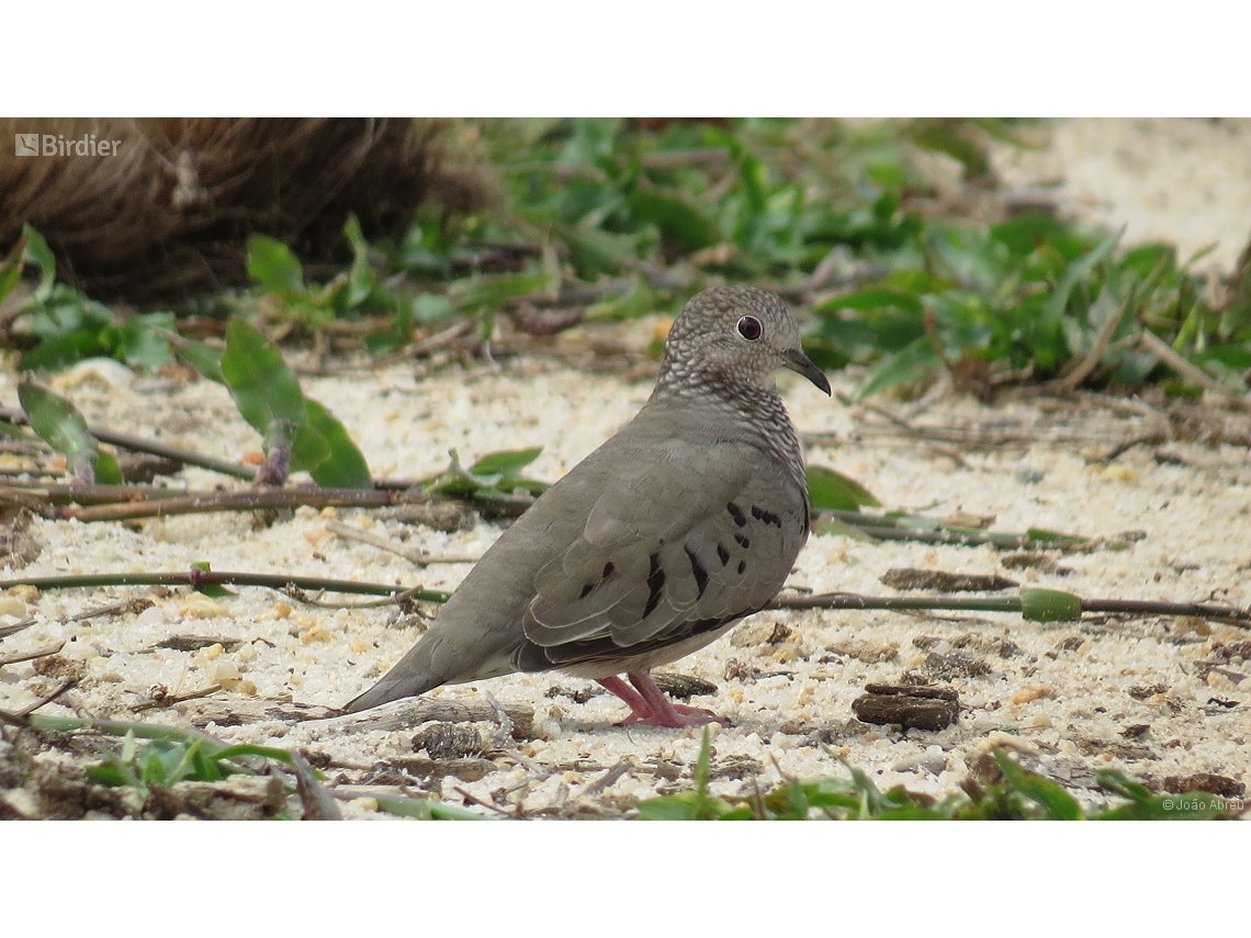 Columbina passerina