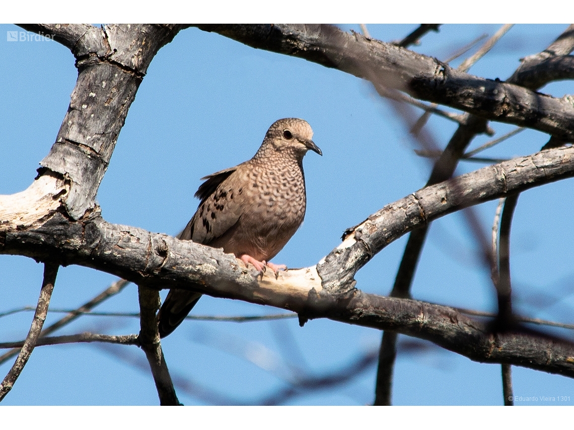 Columbina passerina