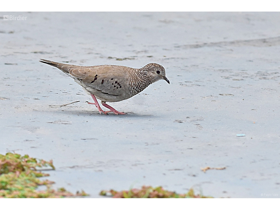 Columbina passerina