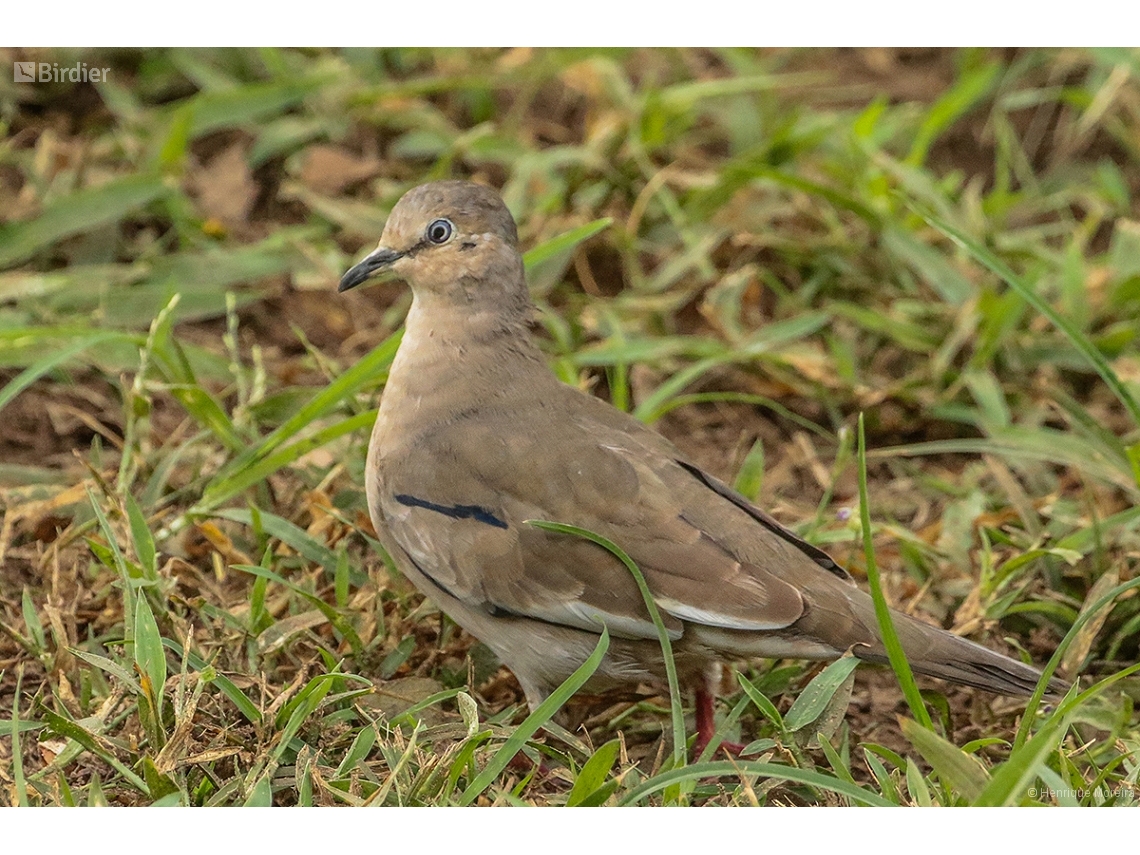 Columbina picui