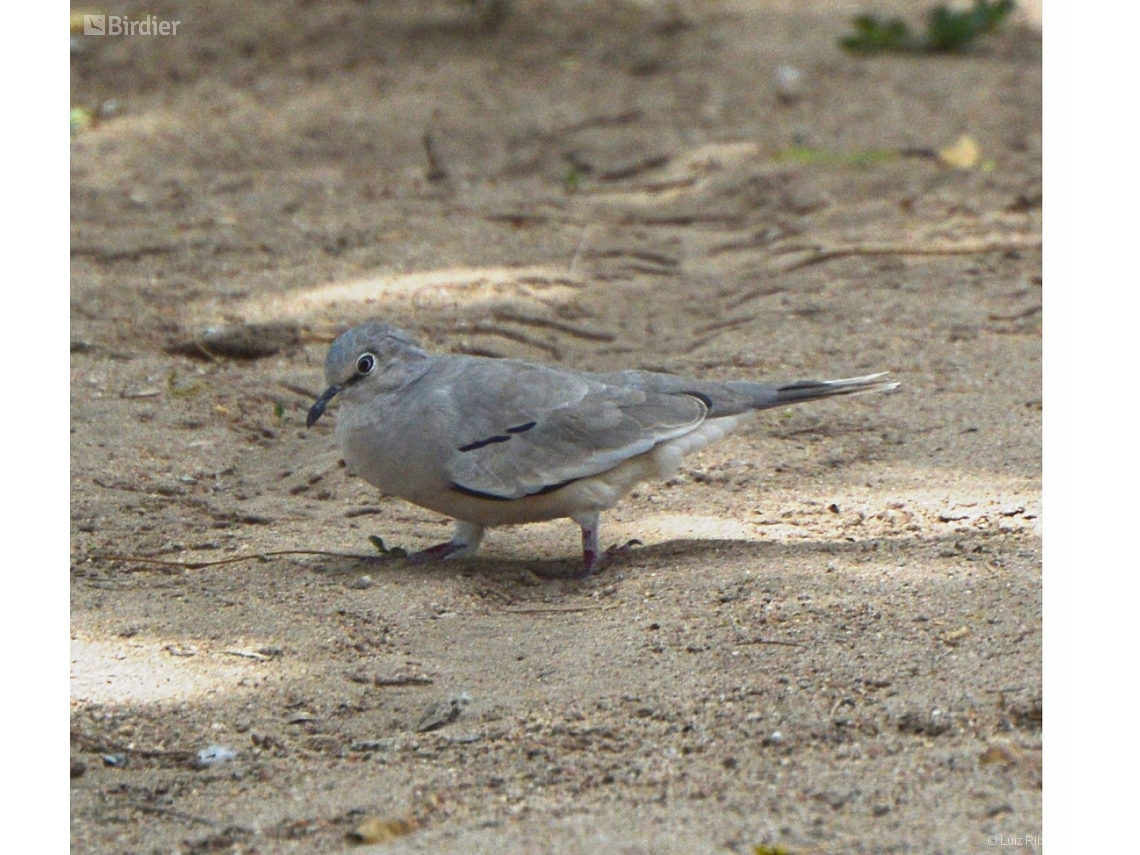 Columbina picui