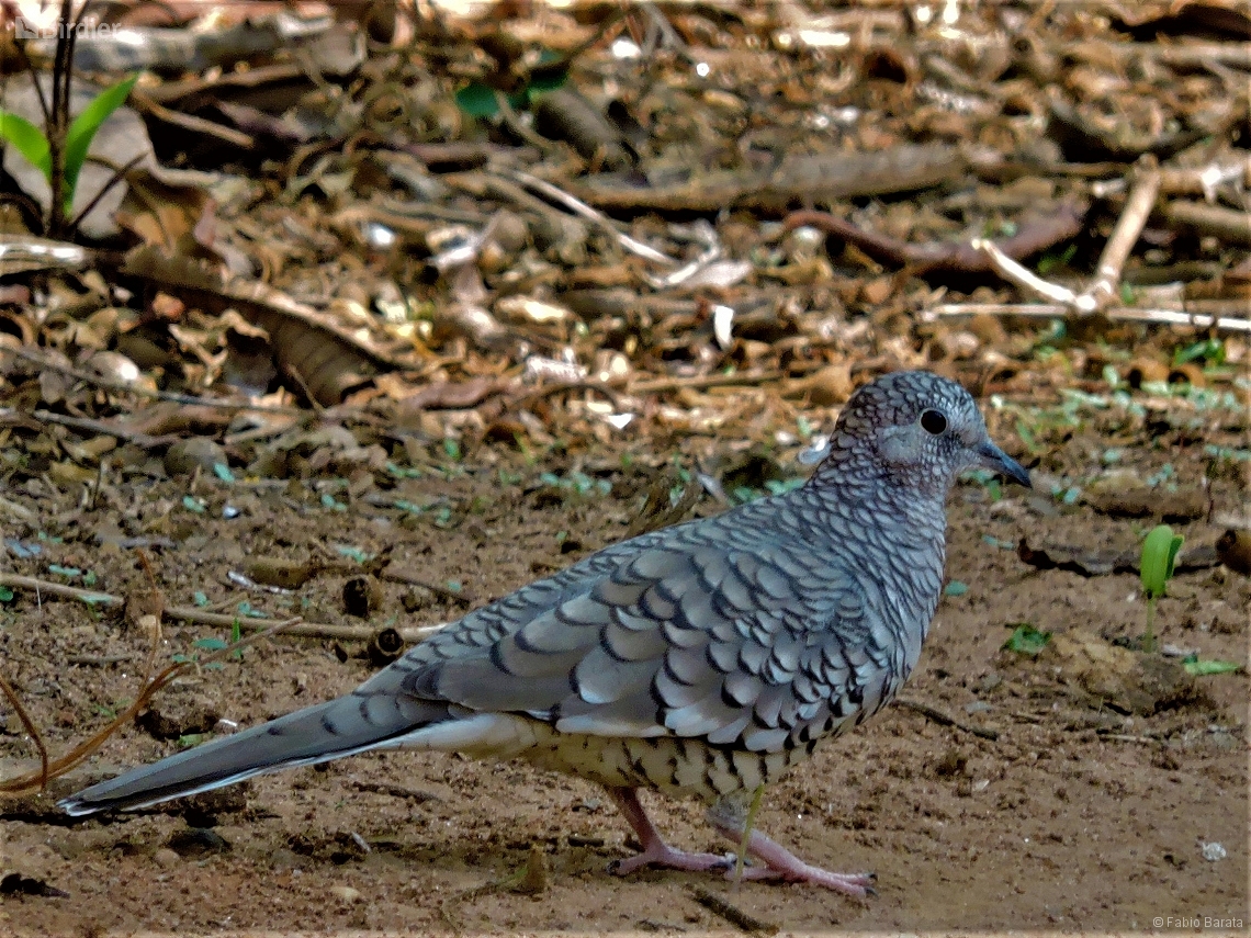 Columbina squammata