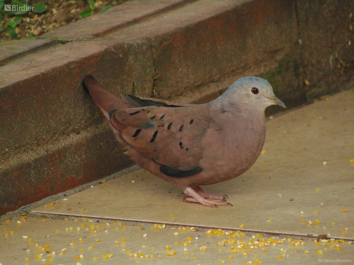 Columbina talpacoti