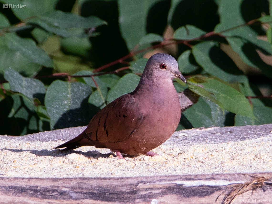 Columbina talpacoti