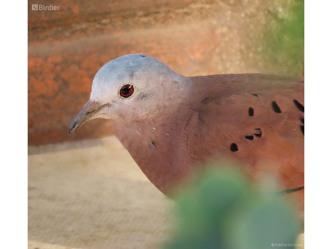 Columbina talpacoti