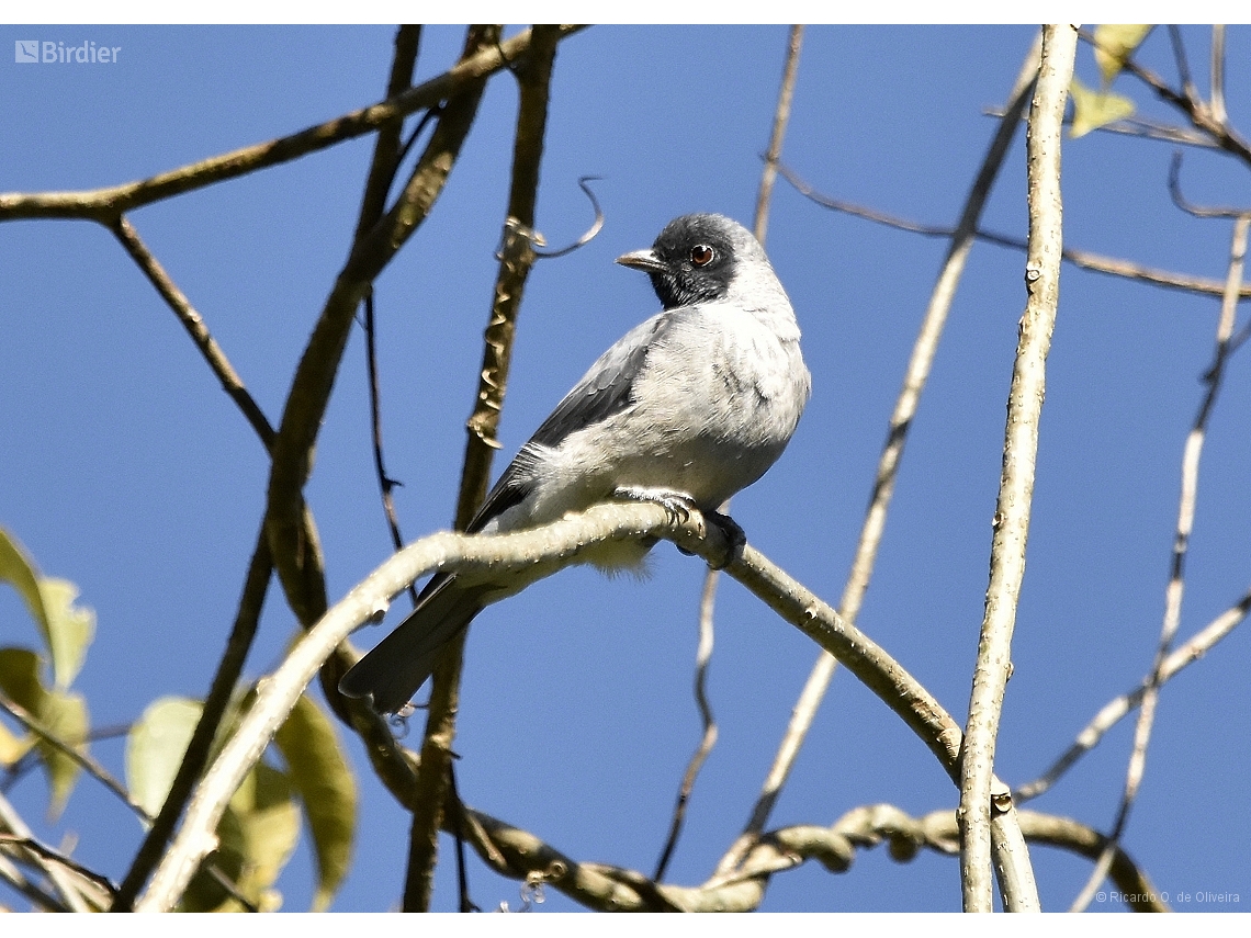 Conioptilon mcilhennyi