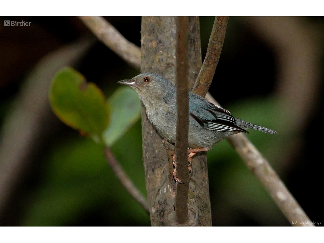 Conirostrum bicolor