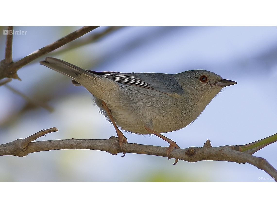 Conirostrum bicolor