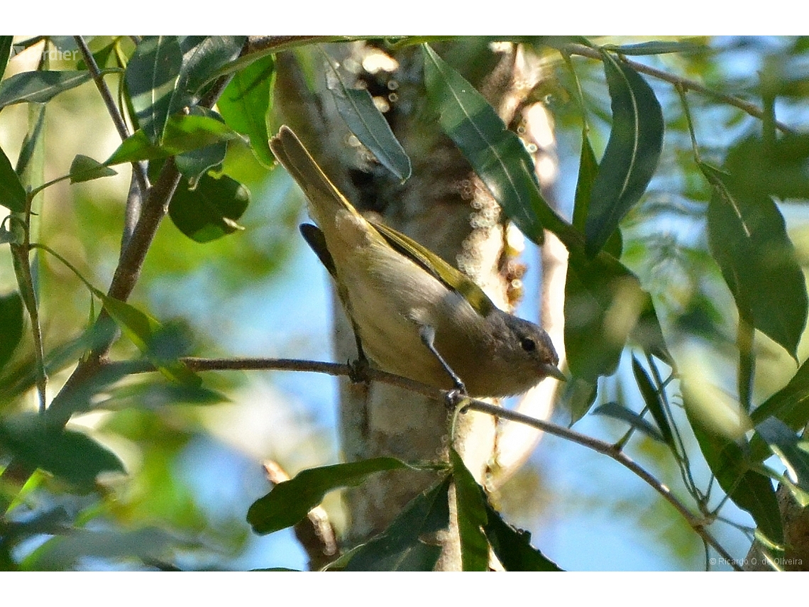 Conirostrum speciosum