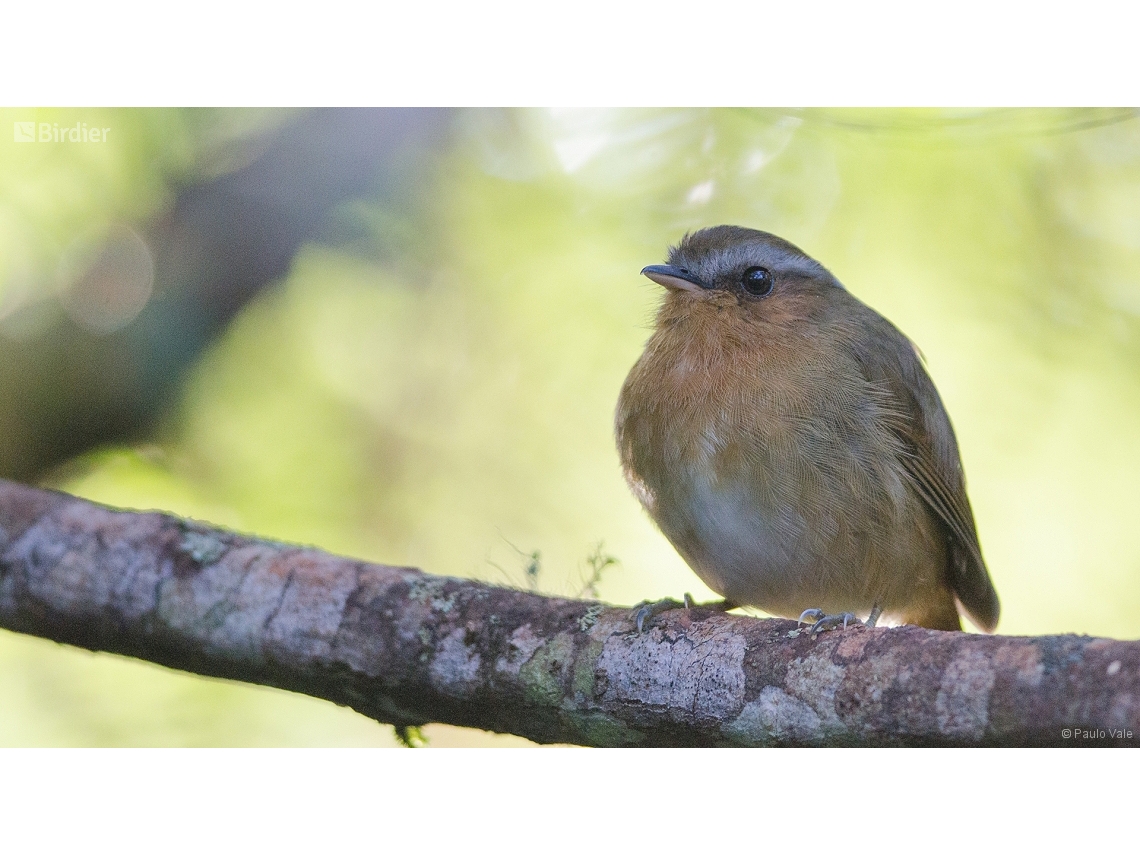 Conopophaga lineata