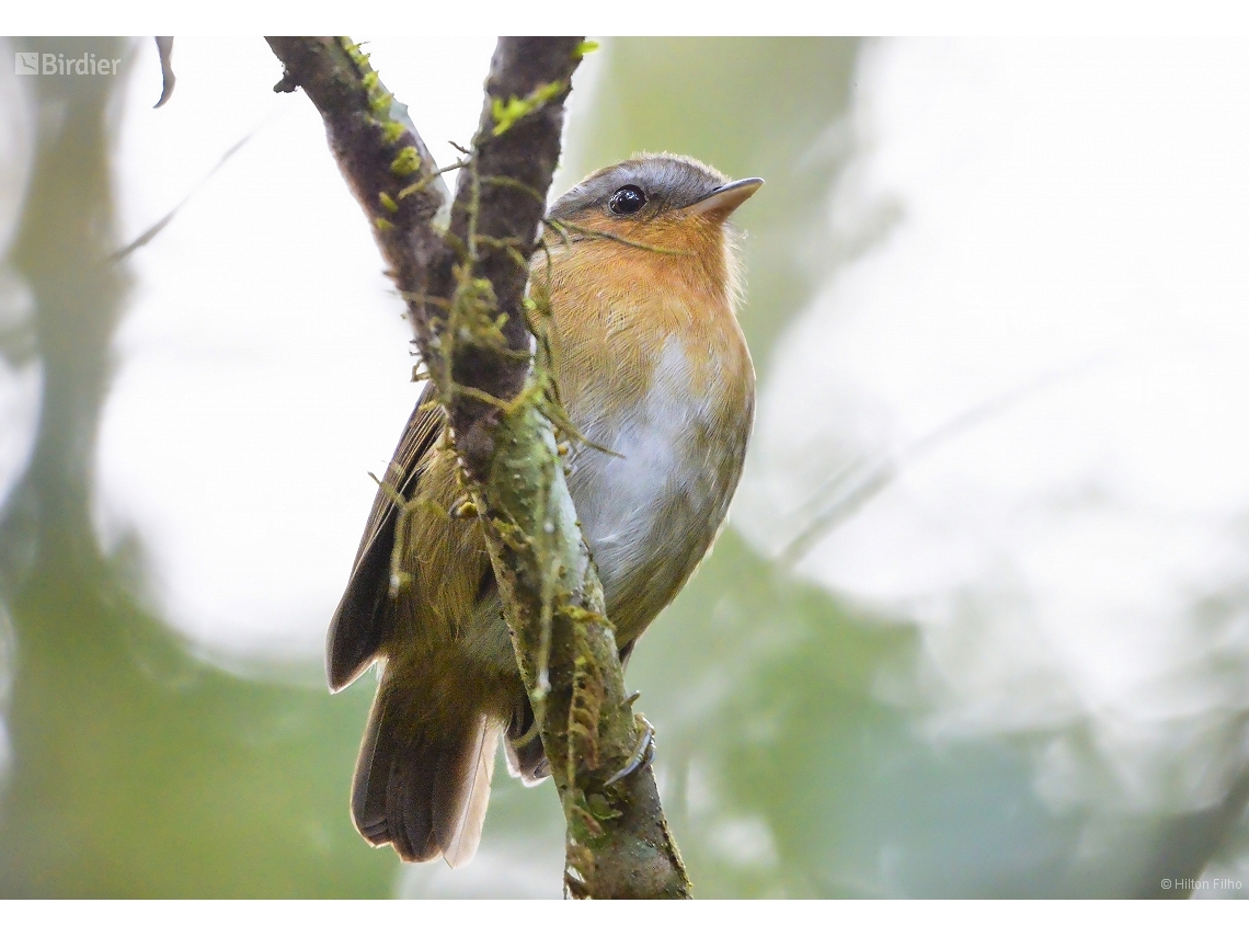 Conopophaga lineata