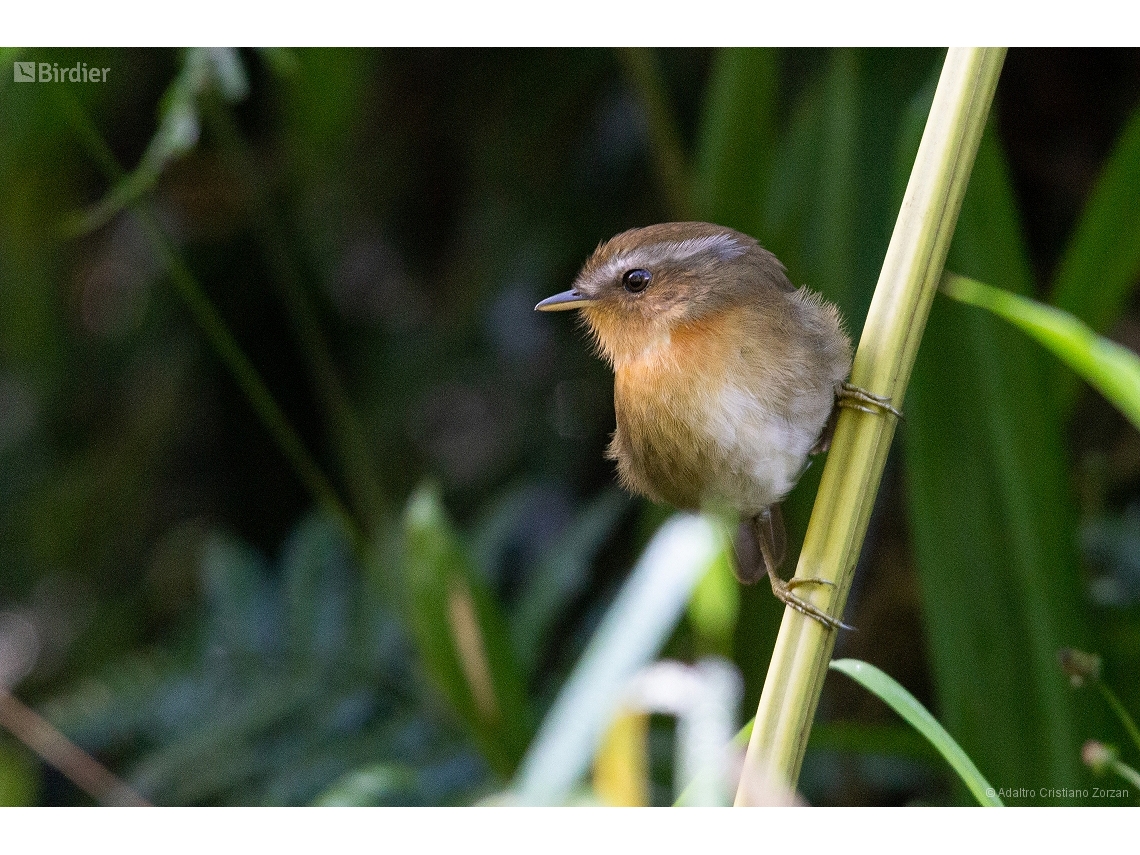 Conopophaga lineata