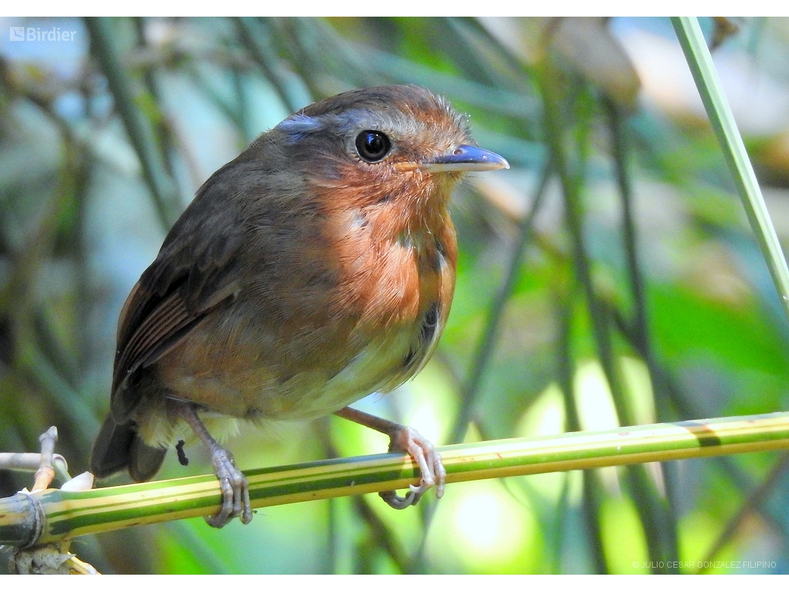 Conopophaga lineata