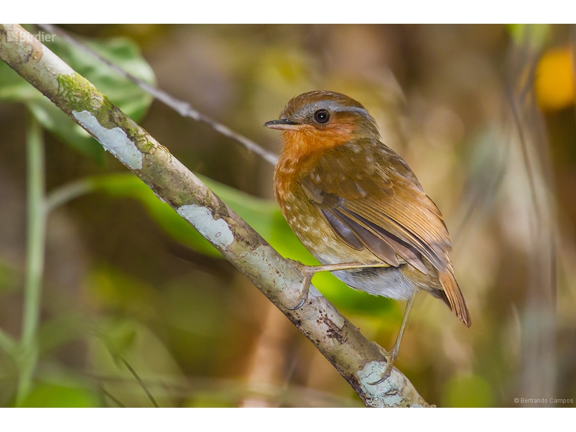 Conopophaga lineata