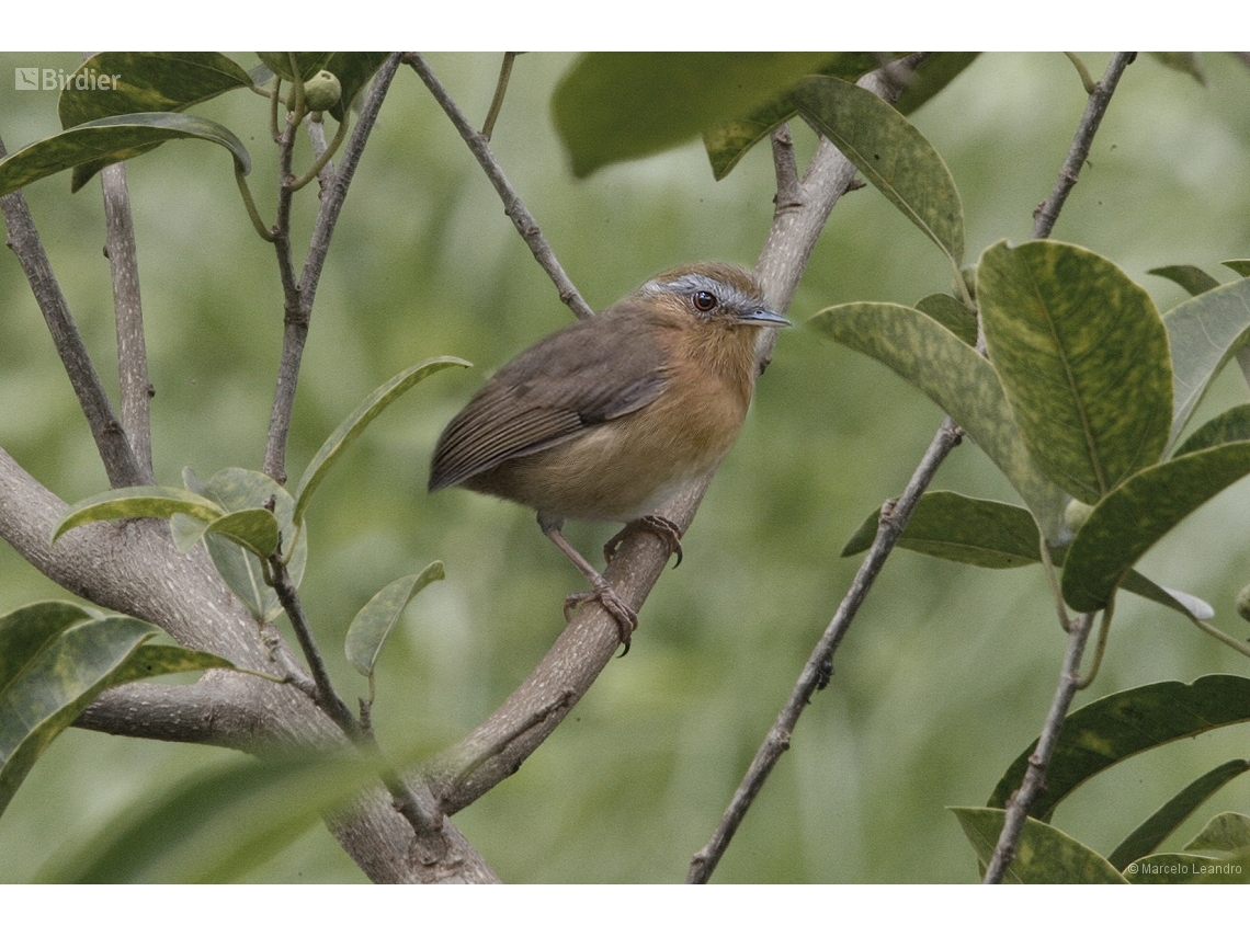 Conopophaga lineata