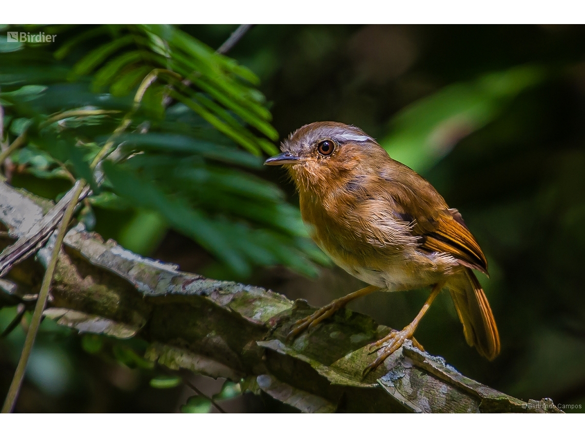 Conopophaga lineata