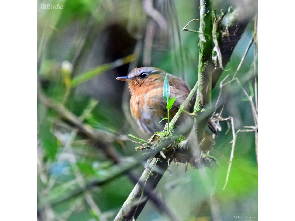 Conopophaga lineata