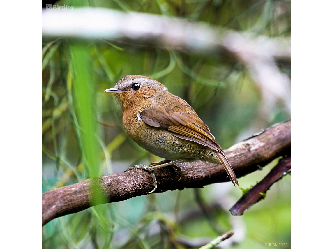 Conopophaga lineata