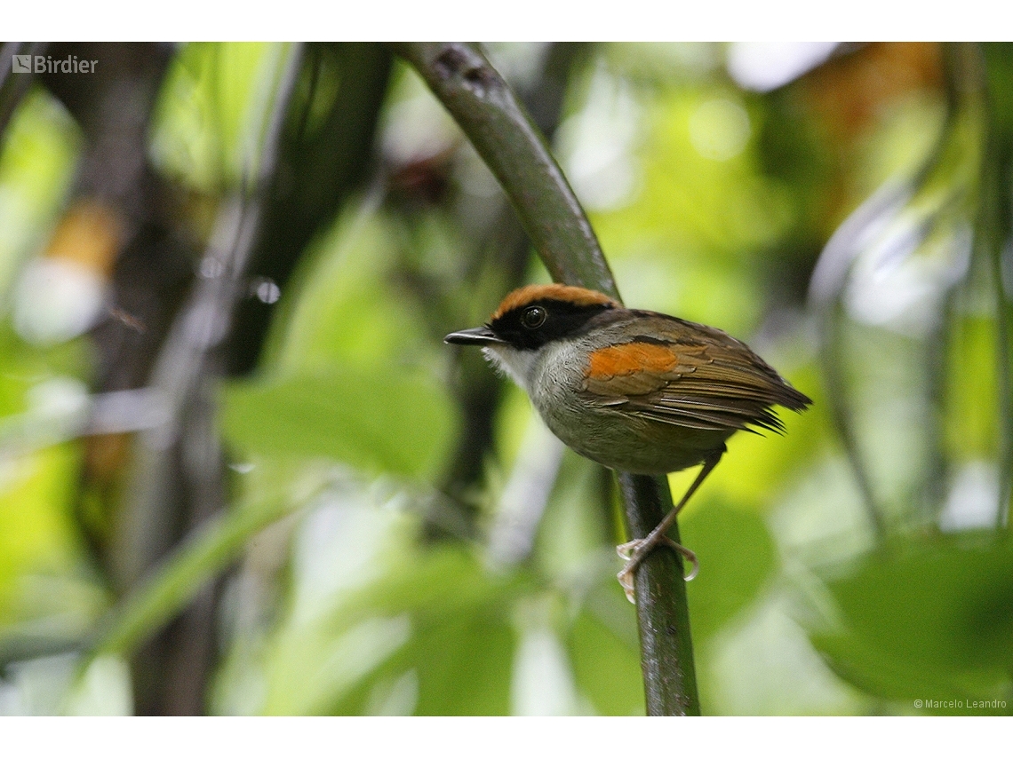 Conopophaga melanops