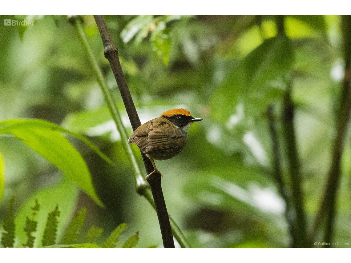 Conopophaga melanops