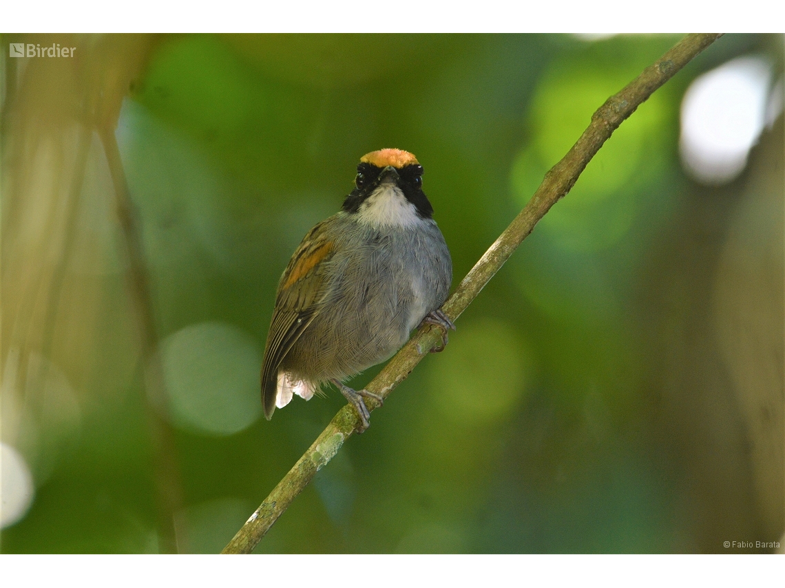 Conopophaga melanops